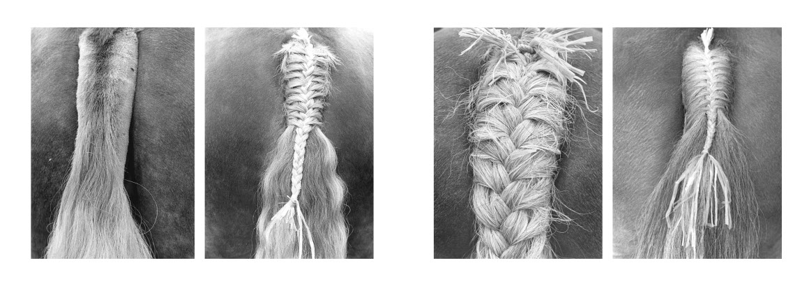 Beau livre : Le Cheval breton